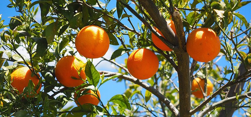 Naranjas en el campo | AVA-ASAJA ep naranjas en el campo
