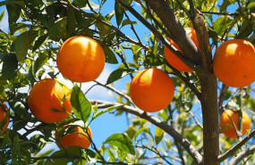 ep naranjas en el campo ep naranjas en el campo