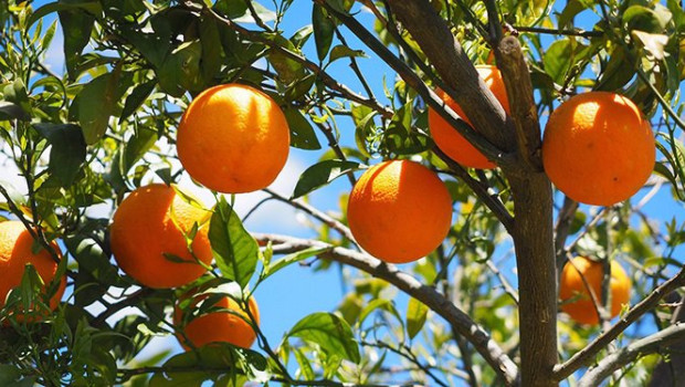 ep naranjas en el campo