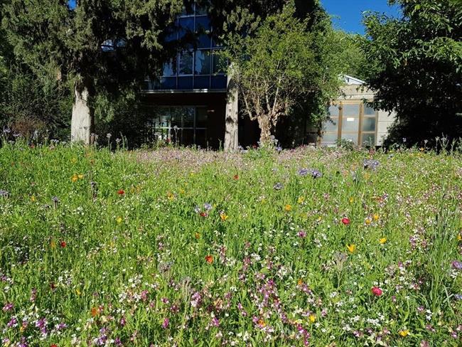 Pradera estacional del Real Jardín Botánico | REAL JARDÍN BOTÁNICO ep pradera estacionalreal jardin botanico