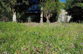 ep pradera estacionalreal jardin botanico