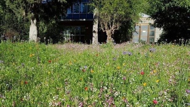 ep pradera estacionalreal jardin botanico