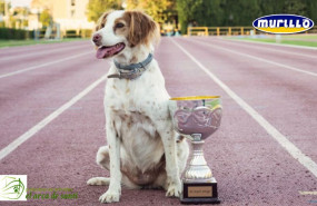 1574929826 post carrera con logo murillo