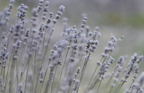 1651084584 lavender g815bc72f51280