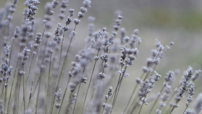 1651084584 lavender g815bc72f51280