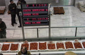 ep archivo   subasta de gamba roja de garrucha almeria