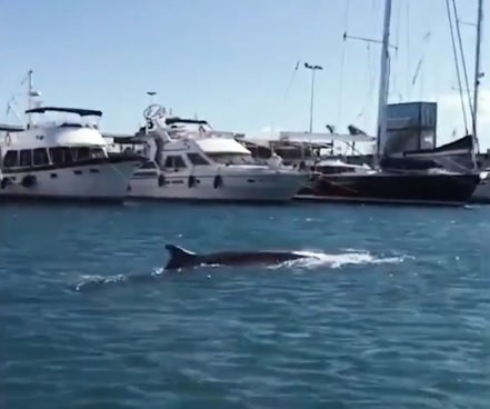 ep avistan una ballena de unos 12 metros en la marina de valncia