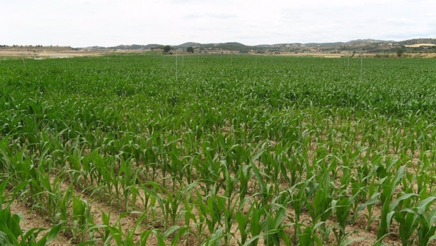 ep campo de maiz