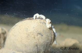 ep ejemplarm aricularia liberando masasgloquidios
