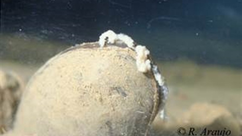 Ejemplar de M. Aricularia liberando masas de gloquidios | MNCN ep ejemplarm aricularia liberando masasgloquidios