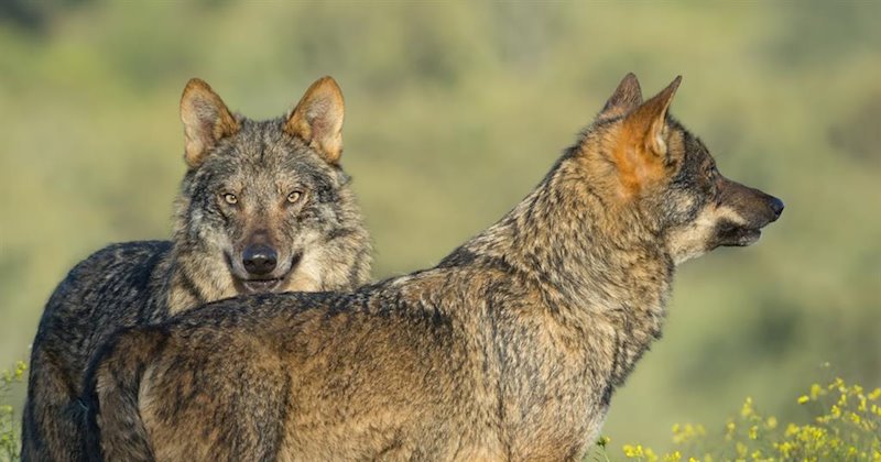 ep lobos de la pelicula barbacana de arturo menor