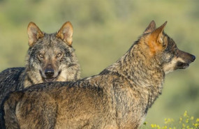 ep lobos de la pelicula barbacana de arturo menor