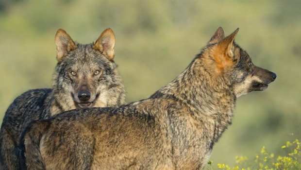 ep lobos de la pelicula barbacana de arturo menor