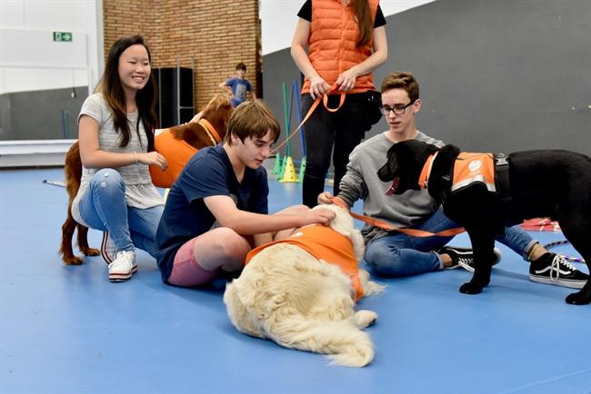 Programa para prevenir el bullying mediante terapia de perros | FUNDACIÓN AFFINITY ep programaprevenirbullying mediante terapiaperros