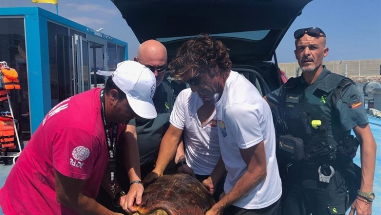 Traslado de un ejemplar de tortuga boba | GUARDIA CIVIL ep traslado de un ejemplar de tortuga boba