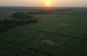 banacol pioneros en sostenibilidad con certificado carbono neutro banacol pioneros en sostenibilidad con certificado carbono neutro