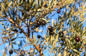 ep archivo   detalle de un olivo con aceitunas en holguera caceres a 24 de noviembre de 2023 en
