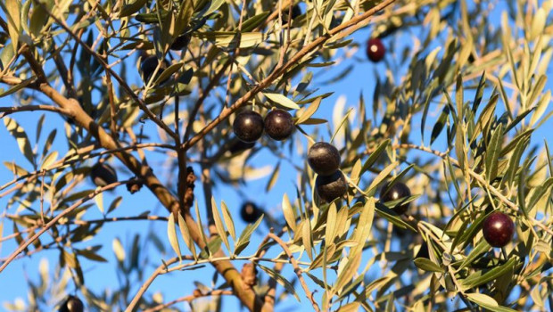 ep archivo   detalle de un olivo con aceitunas en holguera caceres a 24 de noviembre de 2023 en