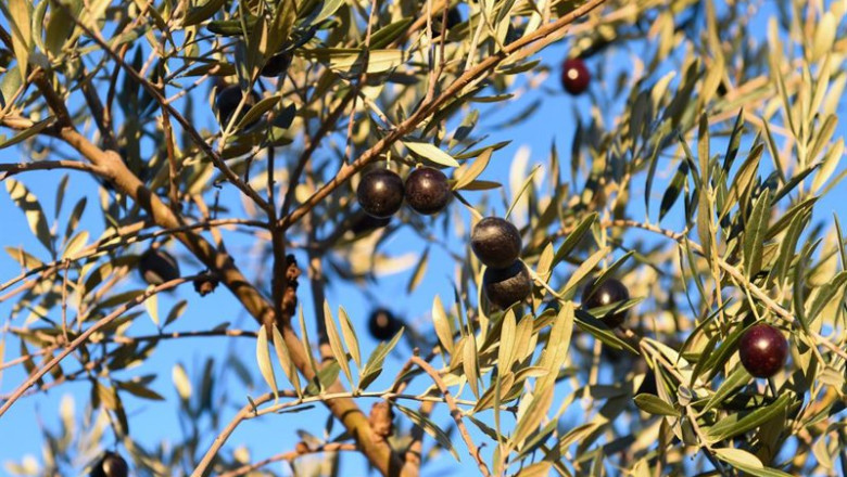 ep archivo   detalle de un olivo con aceitunas en holguera caceres a 24 de noviembre de 2023 en