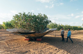 ep archivo   plantacion de pistacho