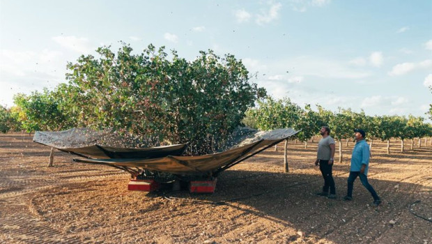 ep archivo   plantacion de pistacho