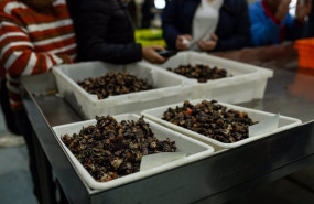 ep archivo   varios lotes de percebes durante la subasta del percebe en la lonja de o grove en o