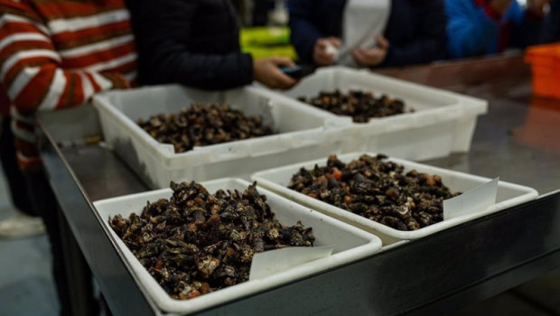 ep archivo   varios lotes de percebes durante la subasta del percebe en la lonja de o grove en o