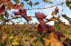 ep archivo   vina en la rioja 20250829172903