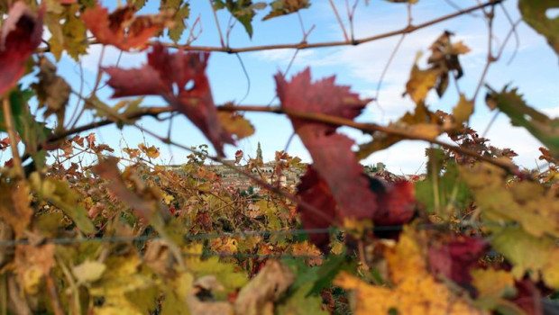 ep archivo   vina en la rioja 20250829172903