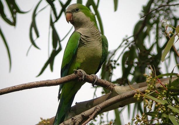 Cotorra argentina, especies invasoras, problema, caza, aves, medio ambiente. | SEO/BIRDLIFE - Archivo ep cotorra argentina especies invasoras problema caza aves medio ambiente