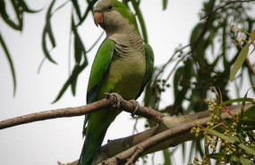 ep cotorra argentina especies invasoras problema caza aves medio ambiente