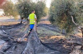ep joven agricultor en un tajo de aceituna