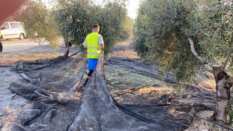 ep joven agricultor en un tajo de aceituna