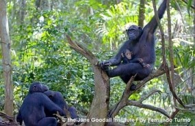ep la chimpance wounda daluzuna cria salvaje