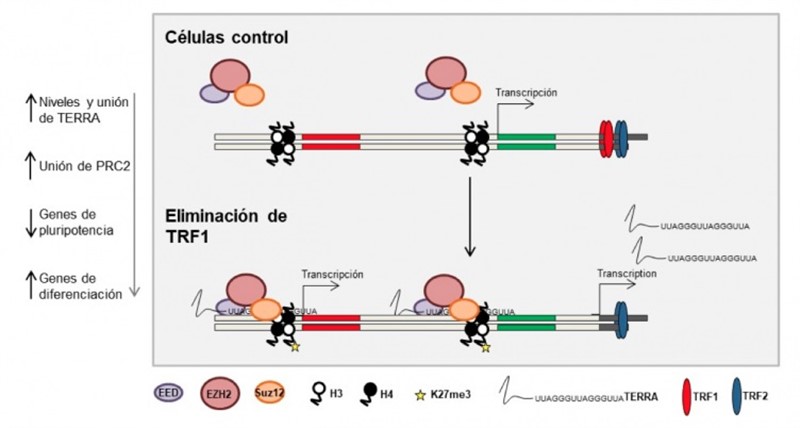 Modelo de cómo TRF1 controla la pluripotencia | CNIO ep modelocomo trf1 controlapluripotencia