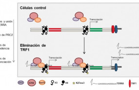 ep modelocomo trf1 controlapluripotencia
