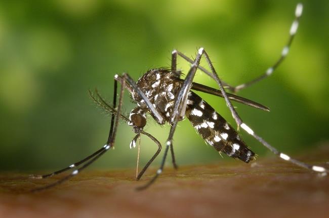 Mosquito tigre | AYTO ep mosquito tigre