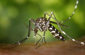 ep mosquito tigre
