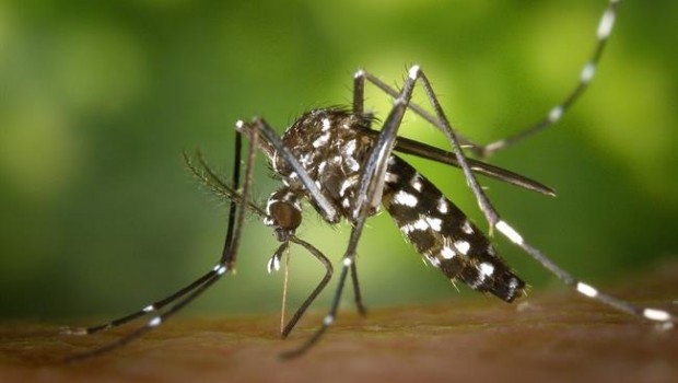 ep mosquito tigre