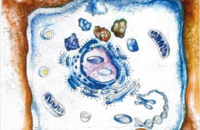 ep tlr5 se activa mediante la proteina de secrecion tipo iv cagl de h pylori esto conduce a una