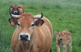 ep vacas en cantabria ganado bovino