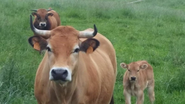 ep vacas en cantabria ganado bovino