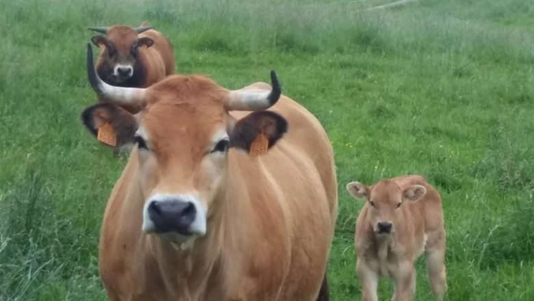 Vacas en Cantabria. Ganado bovino. | EUROPA PRESS ep vacas en cantabria ganado bovino