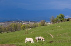 ep vacas pastando pradera animales