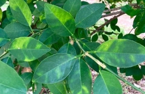 ep virus de la clorosis amarilla en citricos