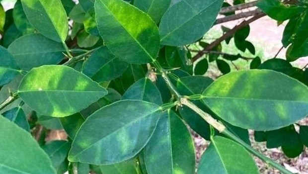 ep virus de la clorosis amarilla en citricos