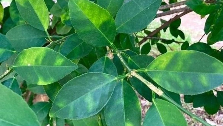 Virus de la clorosis amarilla en cítricos | LA UNIÓ LLAURADORA ep virus de la clorosis amarilla en citricos