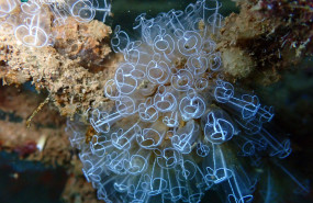 p3156957 1 p3156957 1