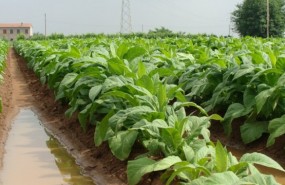 tabaco, plantacion, altadis, planta