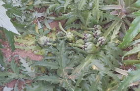 ep agricultores denuncian robos de mil kilos de alcachofas en la vega baja y danos por valor de